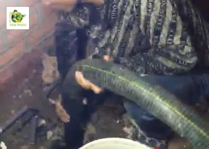 Hút Hầm Cầu Tại An Cư (An Giang) - Nhanh Chóng - Giá Tốt 4 hut ham cau tai an cu 3 -