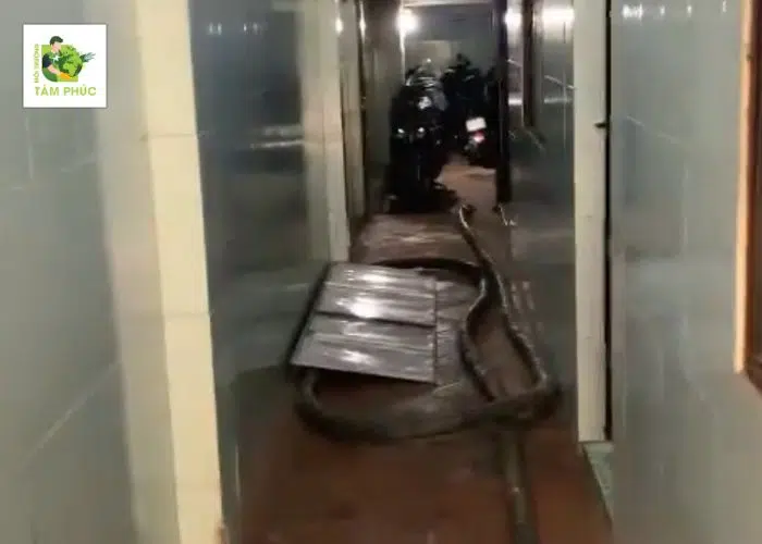 Hút Bể Phốt Tại Bình Xuyên Vĩnh Phúc Chất Lượng, Uy Tín 2 hut be phot tai binh xuyen 3 -