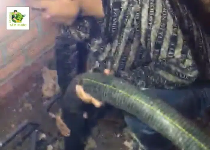 Hút Bể Phốt Tại Tam Dương Vĩnh Phúc An Toàn, Tận Tình Triệt Để 5 hut be phot tai tam duong 3 -