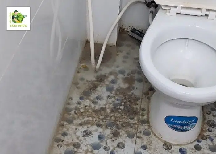 Thông Cống Nghẹt Tại Vị Thủy Hậu Giang Chất Lượng Top 1 2 thong cong nghet tai vi thuy 5 -