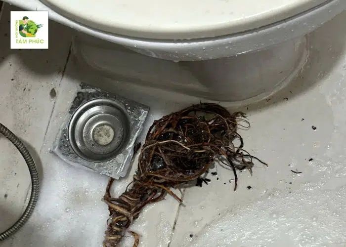 Thông Tắc Cống Tại Sông Lô Vĩnh Phúc Giá Rẻ – Xử Lý 24/7 2 thong tac cong tai song lo 3 -